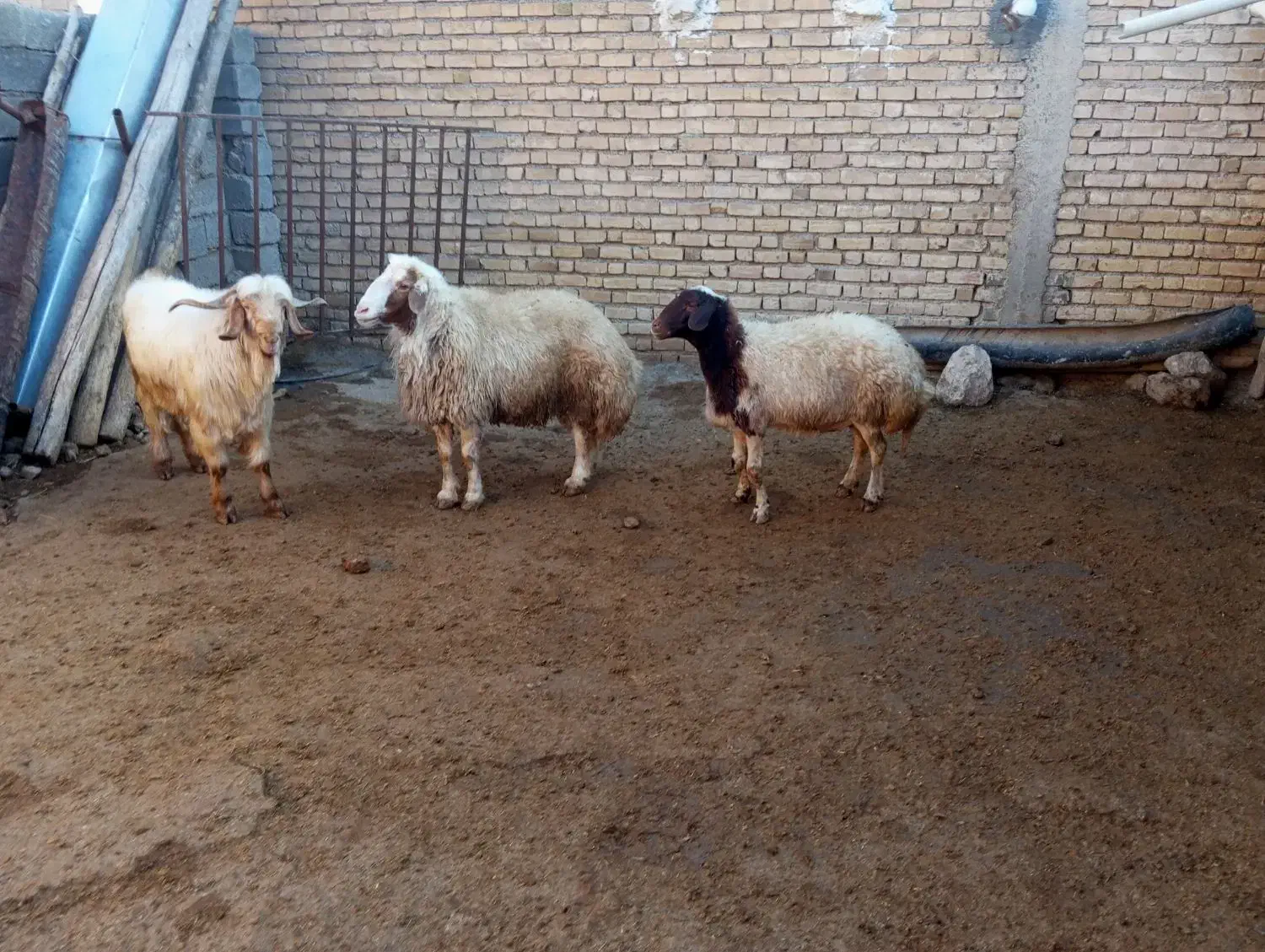 قوچ|حیوانات مزرعه|هلیلان, |دیوار