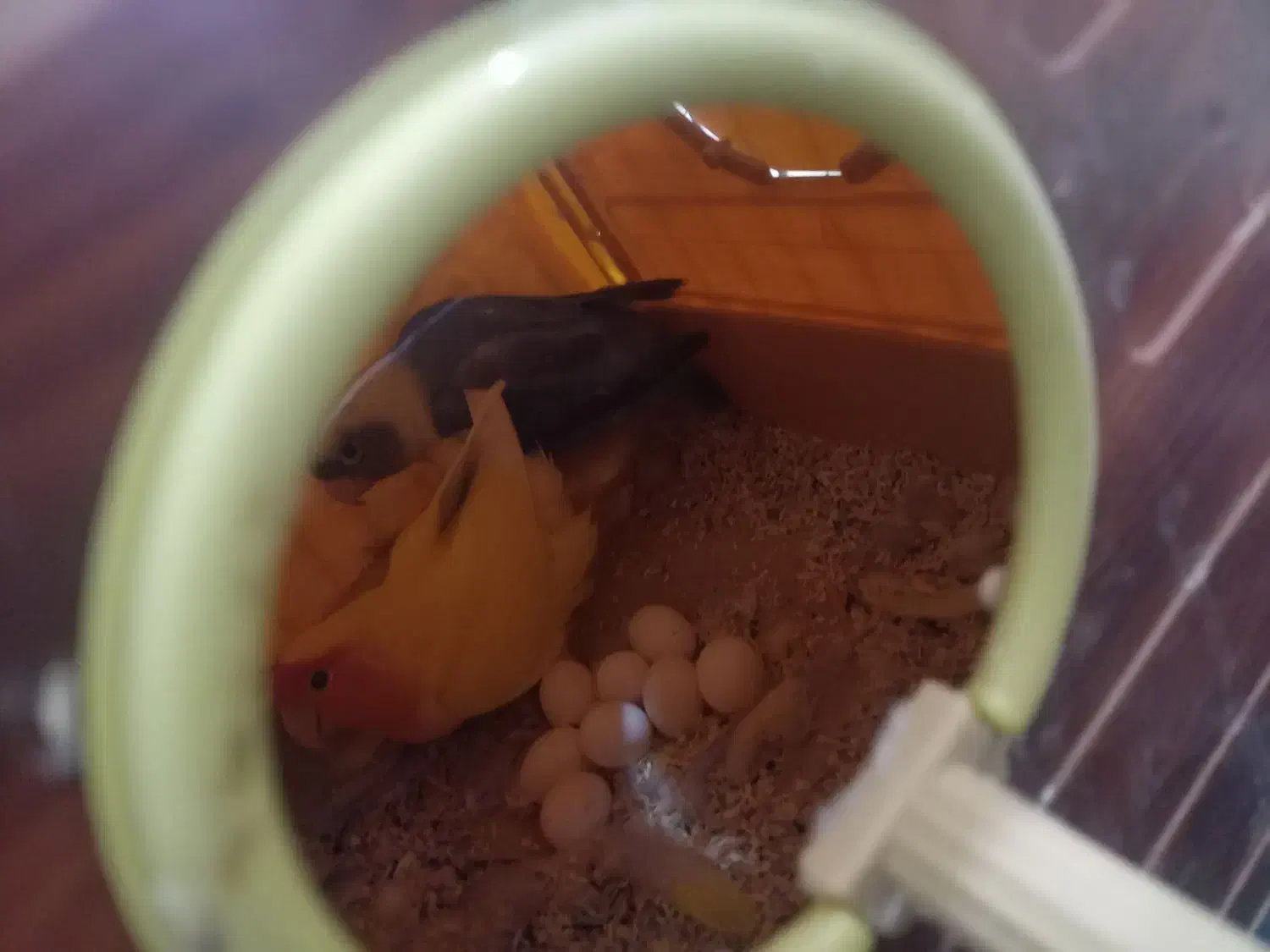 طوطی برزیلی جفت با تخم|پرنده|زنجان, |دیوار