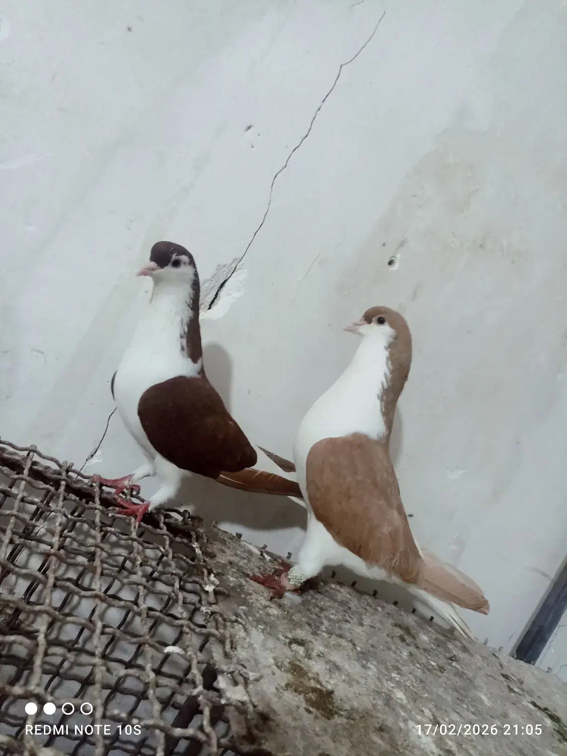 کبوتر|پرنده|شوشتر, |دیوار