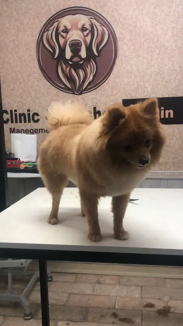 سگ پامرانین|سگ|فردیس, فردیس|دیوار