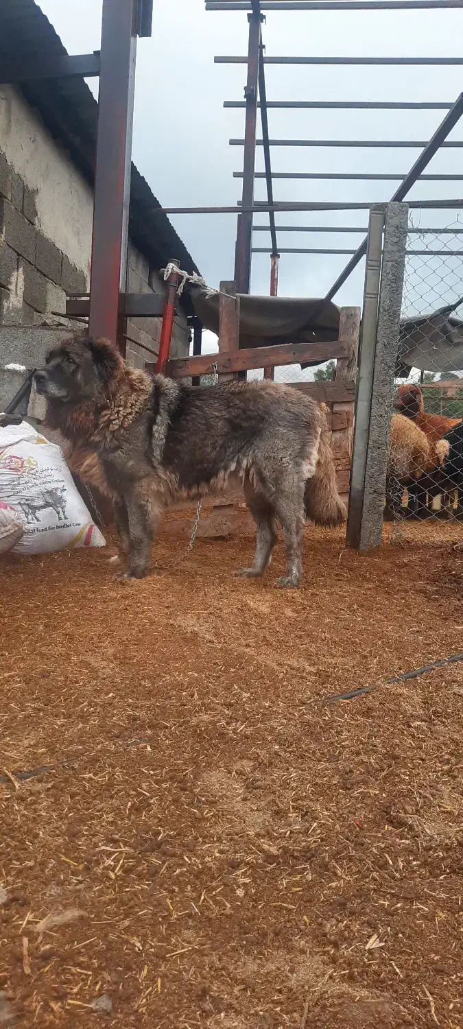 سگ ماده|سگ|رودبار, |دیوار