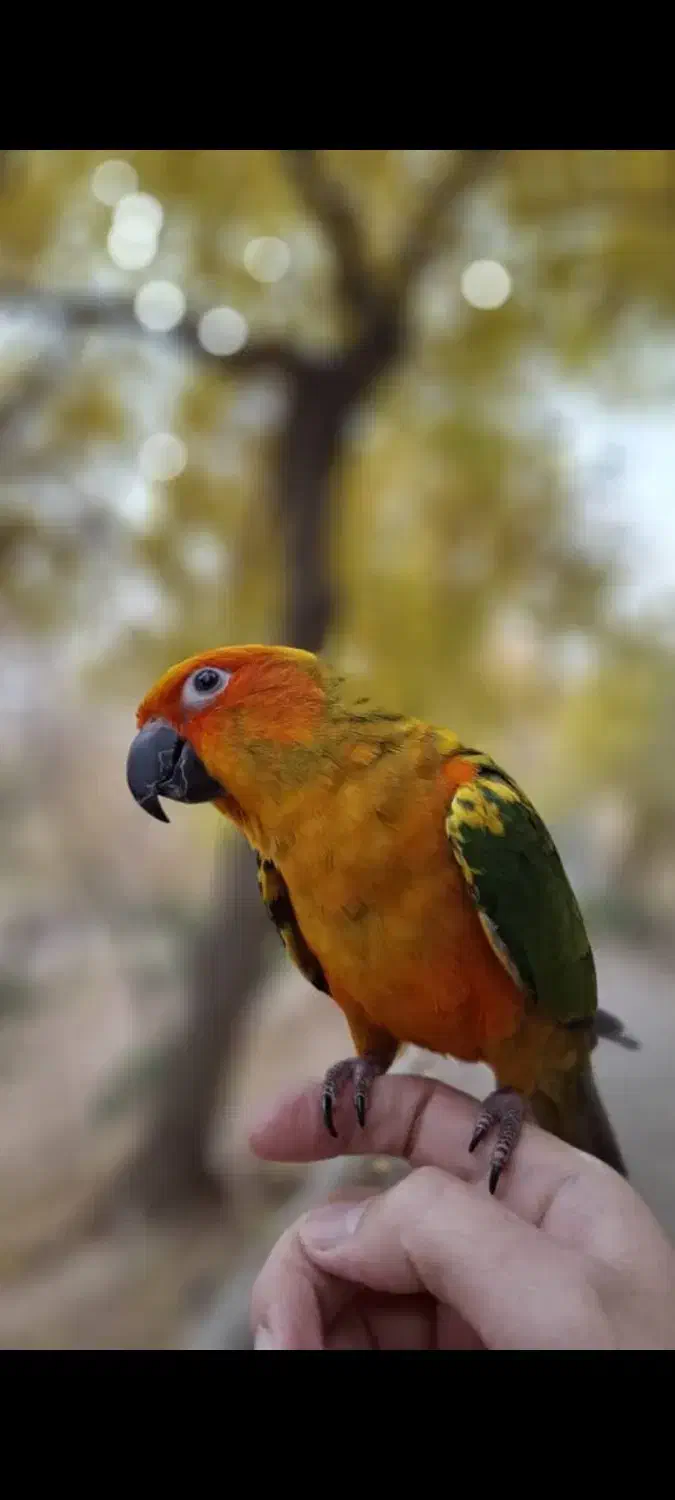 طوطی خورشیدی|پرنده|اصفهان, کشاورزی|دیوار