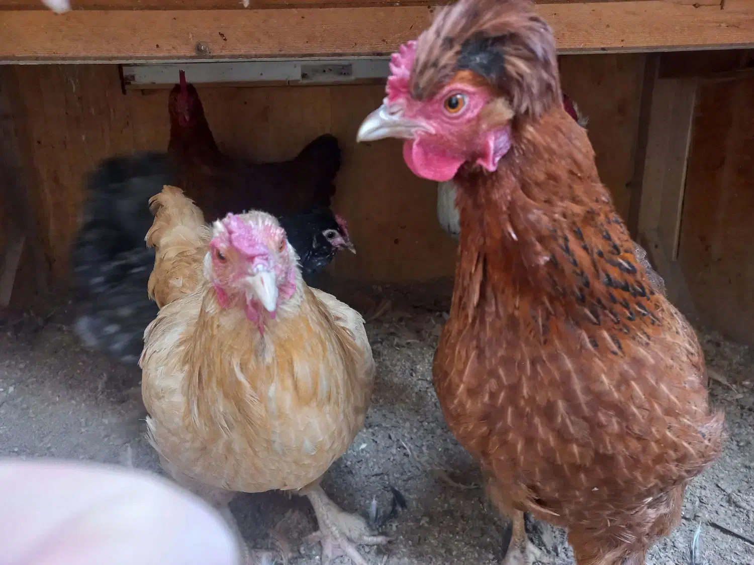 مرغ وخروس|حیوانات مزرعه|کرج, حسین‌آباد|دیوار