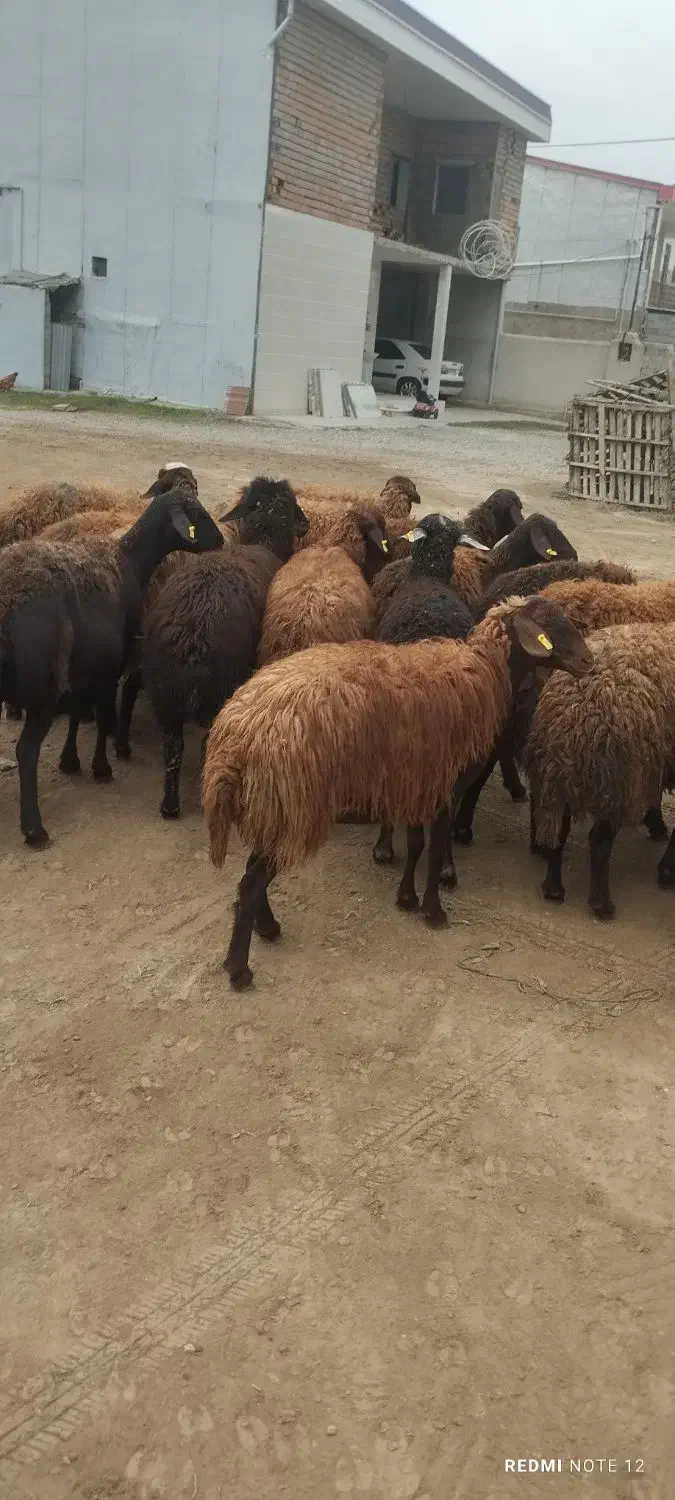 گوسفند|حیوانات مزرعه|سیمین شهر, |دیوار