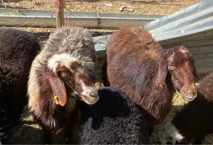 میش ابستن سنگین و بره دار|حیوانات مزرعه|شهرضا, |دیوار