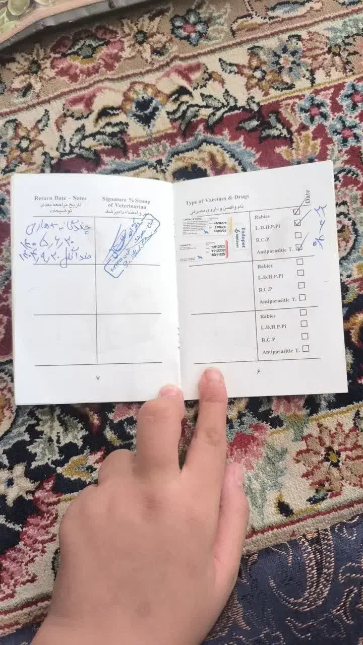 پامرانین روباهی|سگ|زرند, |دیوار