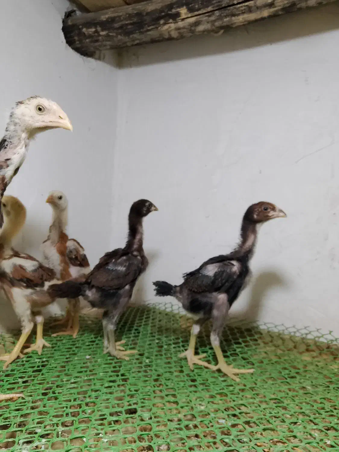 جوجه لاری ۱ماهه|حیوانات مزرعه|پیرانشهر, |دیوار