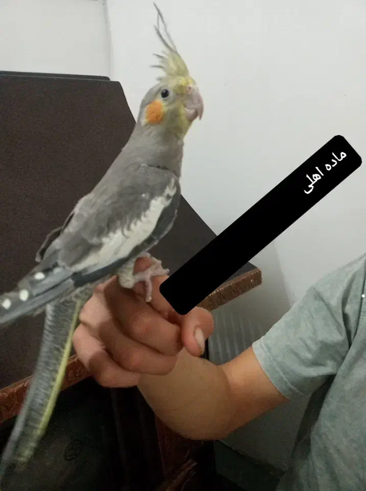 عروس هلندی (جفت) سالم ( هر دو فقط ۹۰۰ هزار تومان)|پرنده|مرند, |دیوار