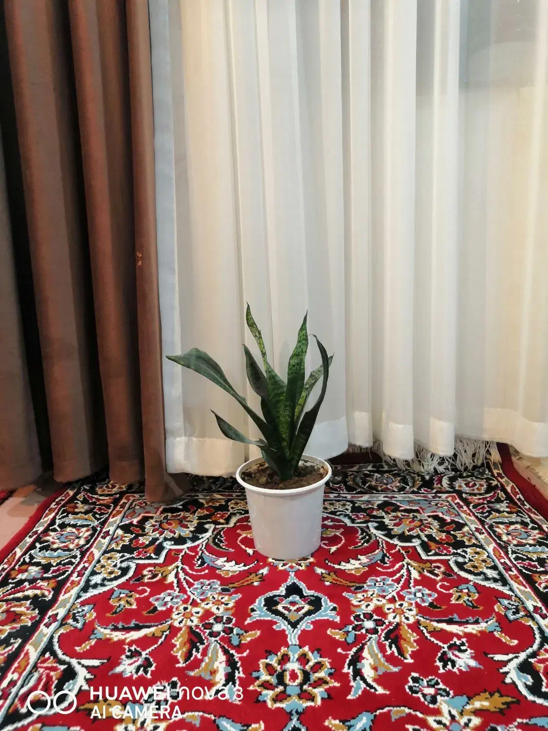 چند گل طبیعی|گل و گیاه طبیعی|تبریز, |دیوار