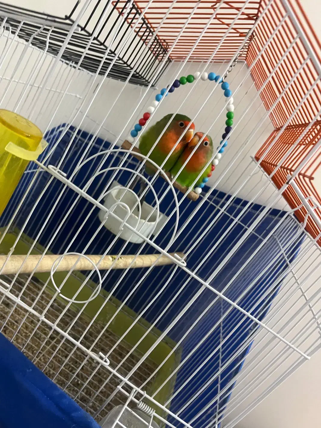 طوطی برزیلی|پرنده|شاهرود, |دیوار