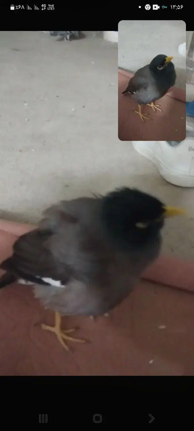 مینا گمشده انجیراب|پرنده|گرگان, |دیوار