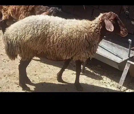 کله پاچه سیرابی پاک شده کیلوی ۴۰۰هزار|خوردنی و آشامیدنی|فردیس, شهرک ارم|دیوار