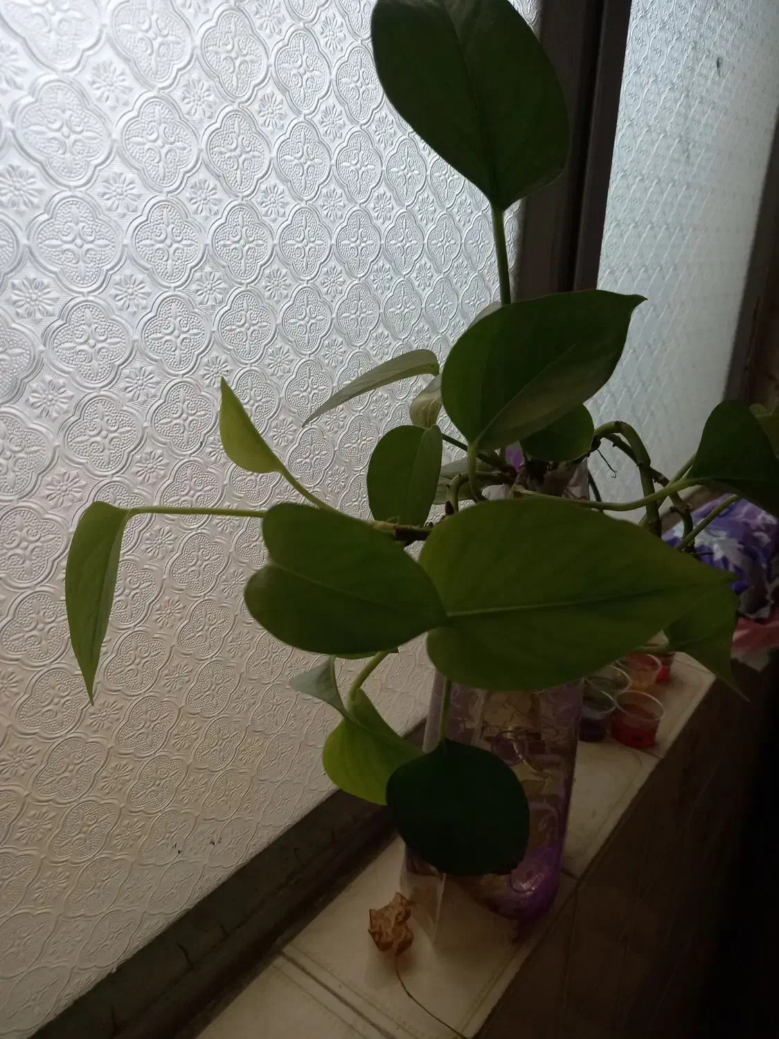 گلدان گل|گل و گیاه طبیعی|بیرجند, |دیوار