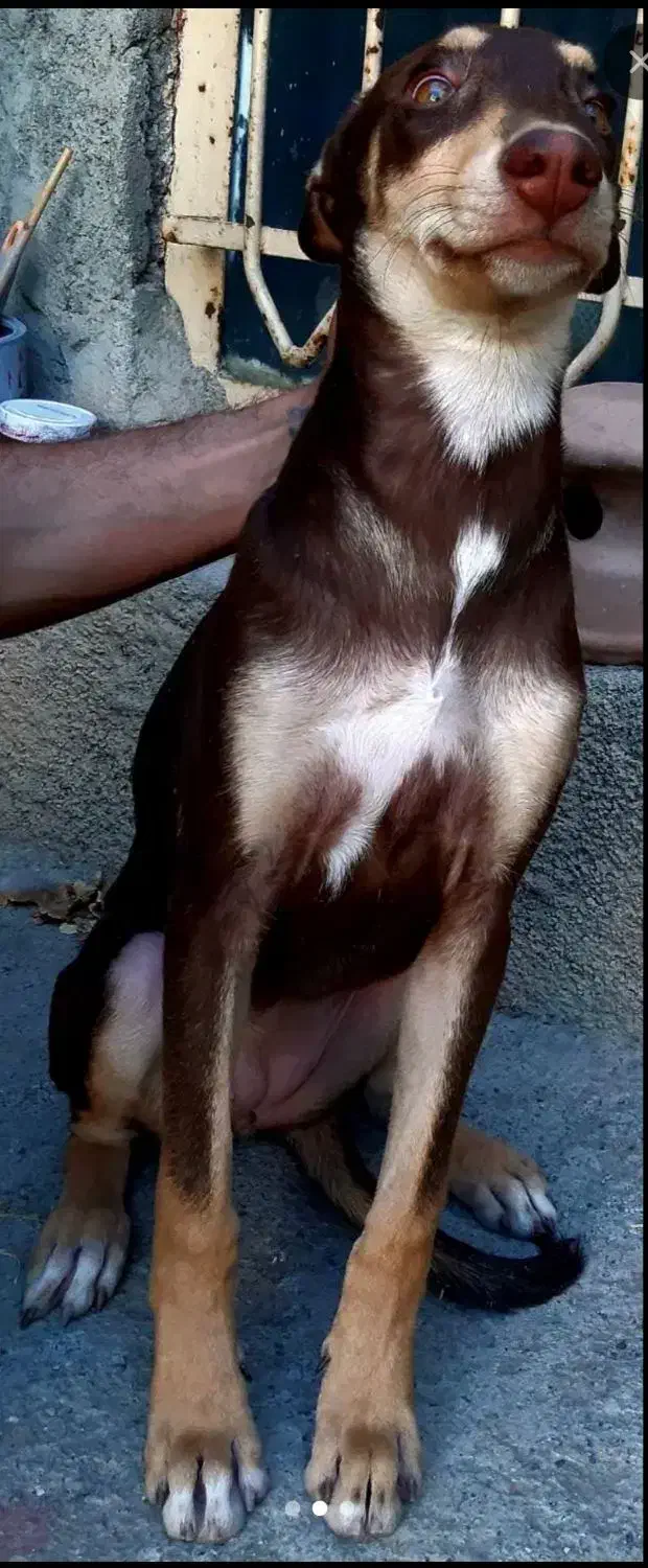 سگ دوبرمن ماده|سگ|کرمانشاه, |دیوار