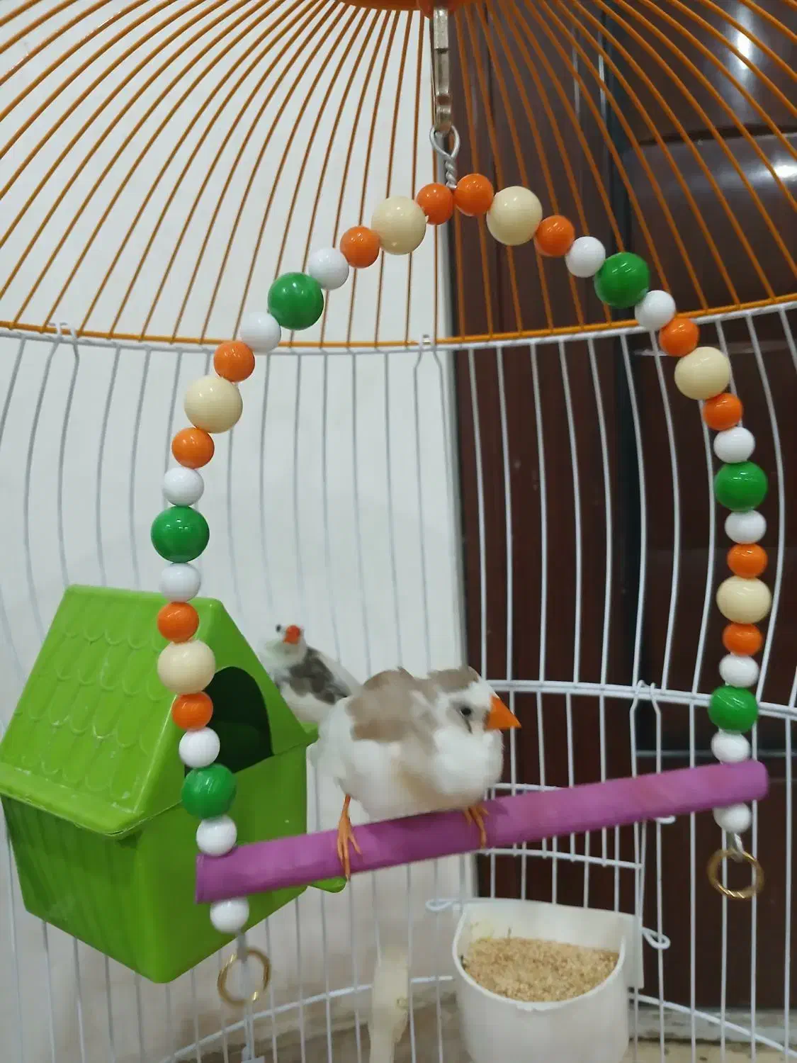 فنچ|پرنده|اهواز, کوی فاطمیه|دیوار