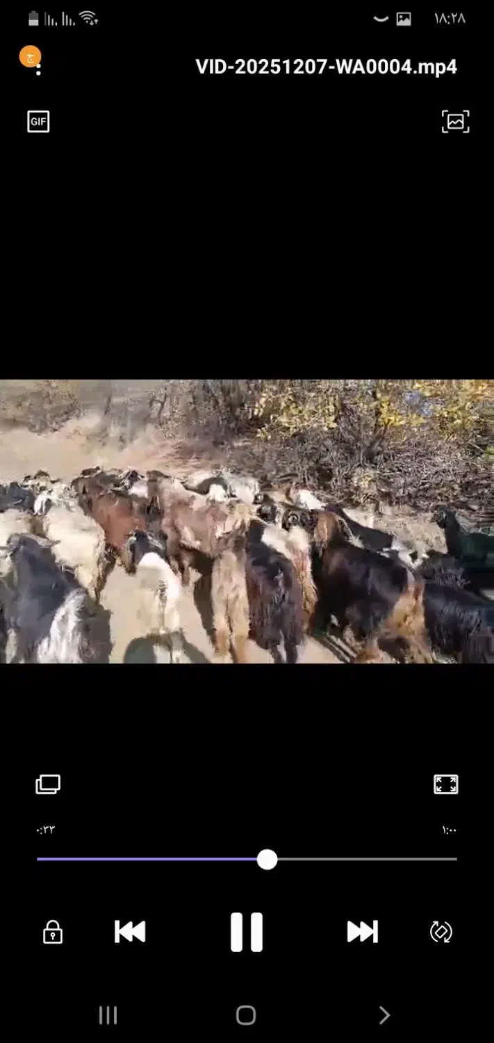 ۳۱سر بزو ۳۱سر بزغاله|حیوانات مزرعه|مریوان, |دیوار