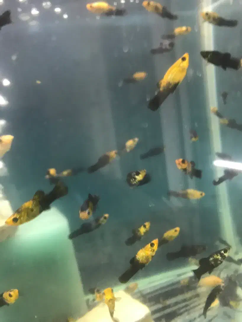 مولی پاندا مولد|ماهی|مشهد, ادیب نیشابوری (شهرک غرب)|دیوار