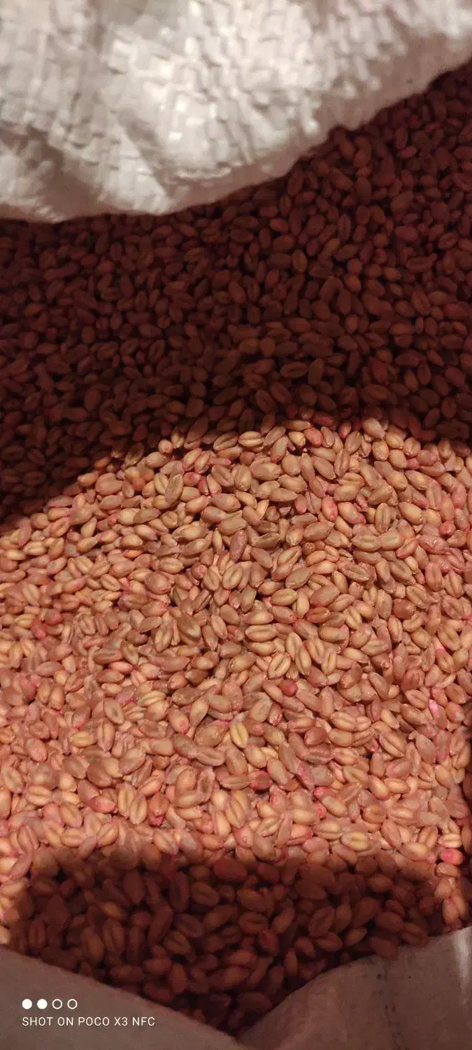 بذر گندم زرینه ، ام 17 ،میهن بوجاری|خدمات باغبانی و درختکاری|سراب, |دیوار