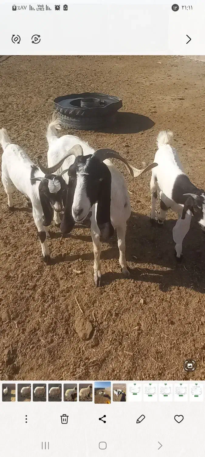 فروش یک راس بز زاییده|حیوانات مزرعه|کاخک, |دیوار