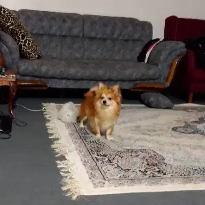 سگ پامر ماده|سگ|پاکدشت, پاکدشت (مامازند)|دیوار