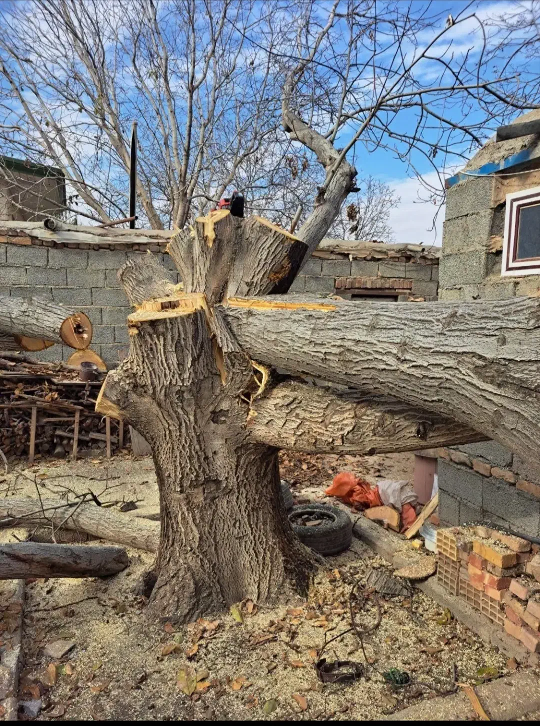 خرید چوب وبرش|خدمات باغبانی و درختکاری|نقده, |دیوار