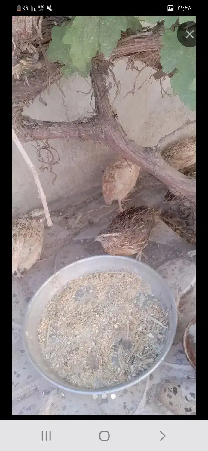 بلدرچین|پرنده|دره شهر, |دیوار