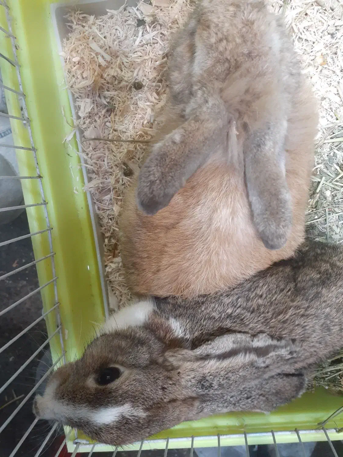 خرگوش|موش و خرگوش|رشت, منظریه|دیوار