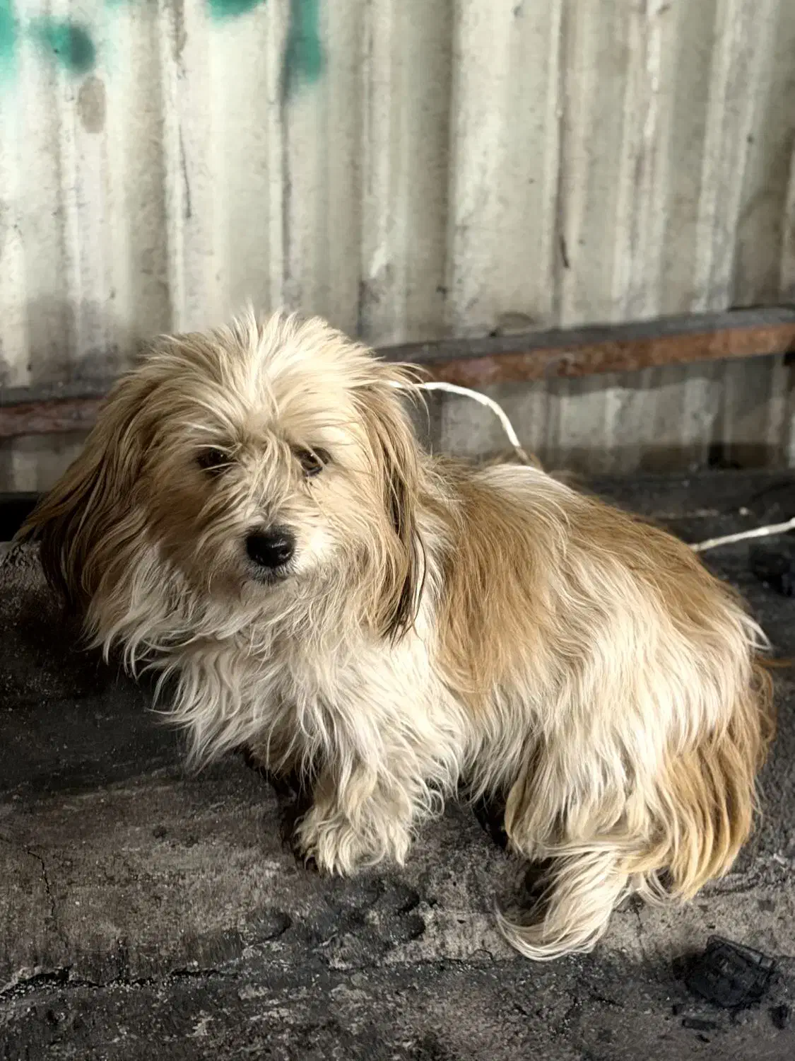 شیلا|سگ|مشگین شهر, |دیوار