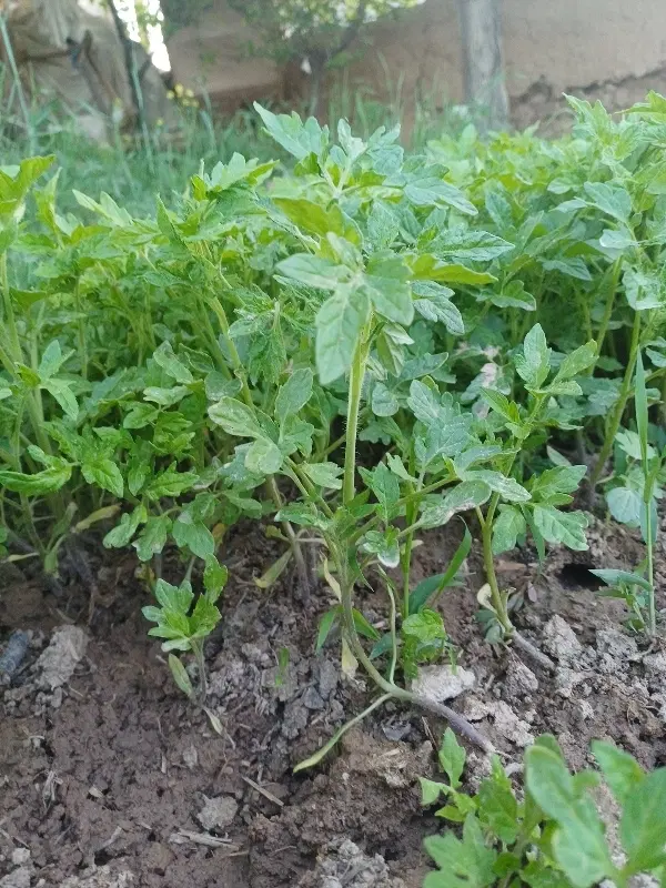 نهال گوجه|گل و گیاه طبیعی|اسفراین, |دیوار