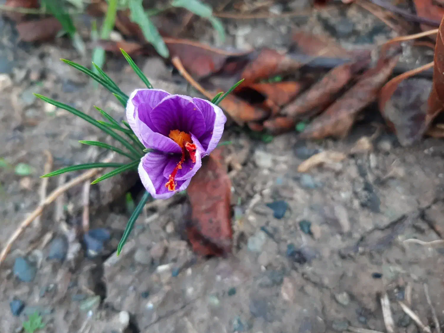 شماره تلفن رند جهت تاکسی تلفنی پیک موتوری و...|تلفن رومیزی|خوی, |دیوار