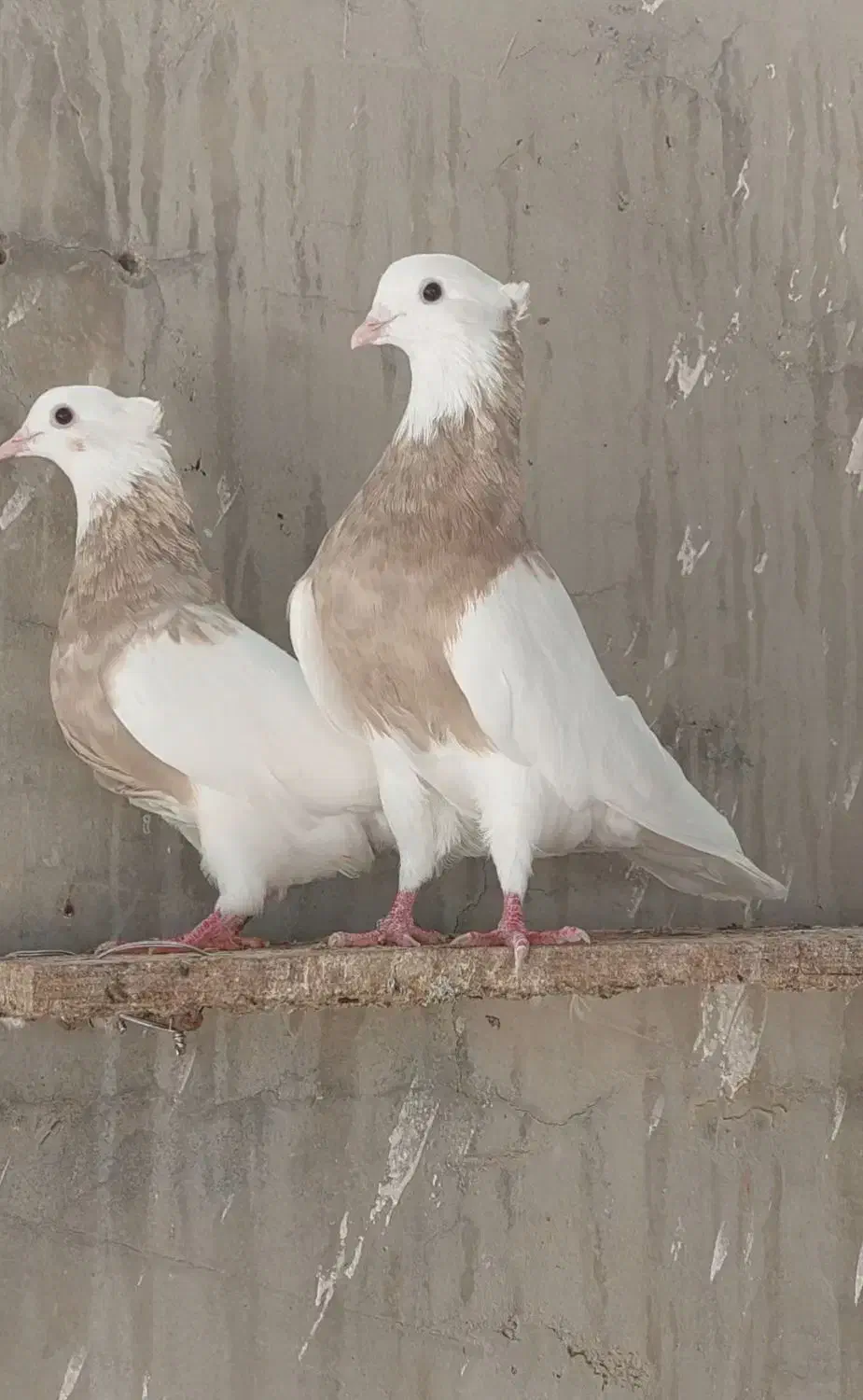 طوقی|پرنده|امیدیه, |دیوار