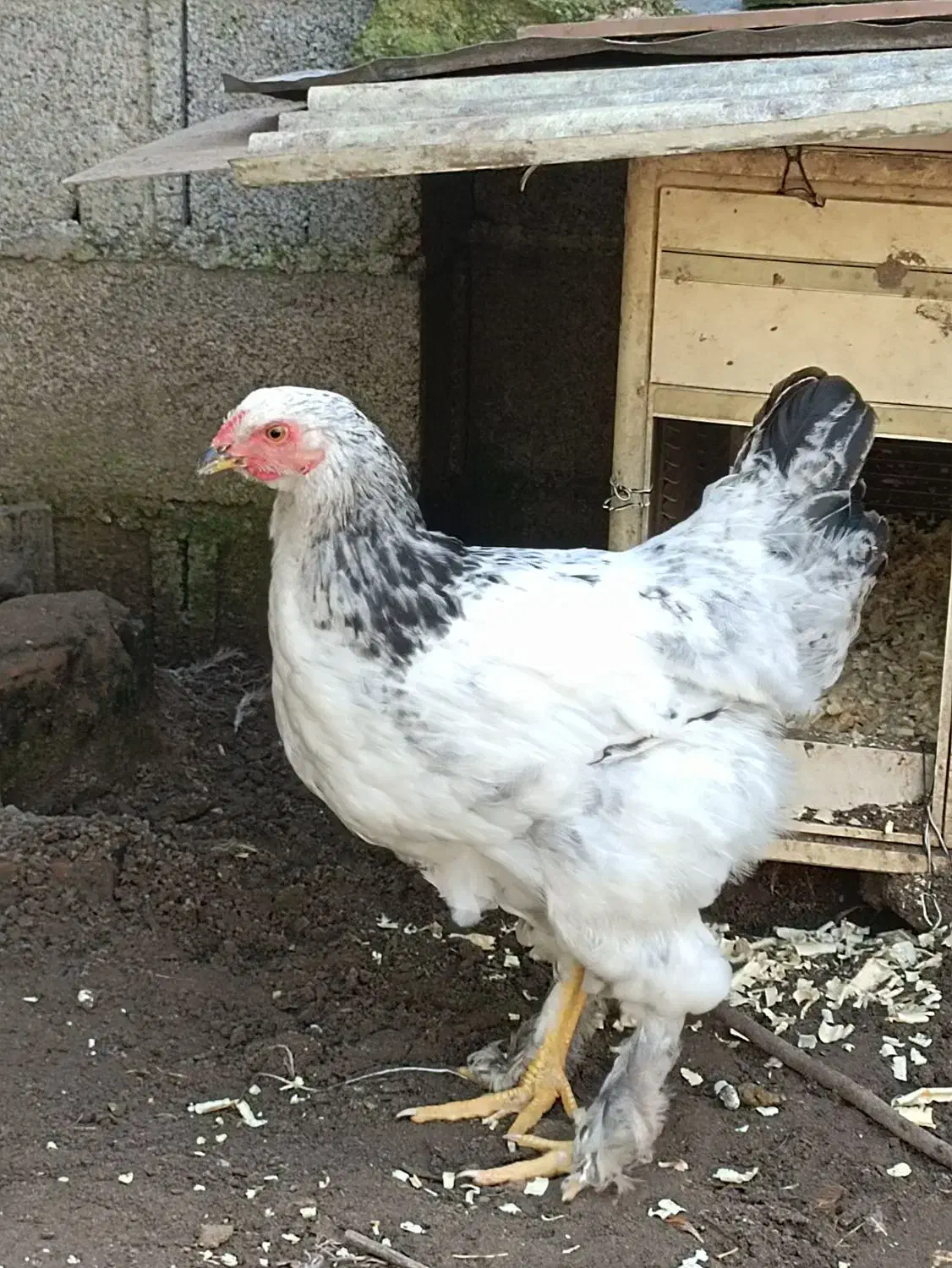 فروش تعدادی جوجه برهمای لایت ومرغ برهمای رنگ بوف|حیوانات مزرعه|لشت نشا, |دیوار