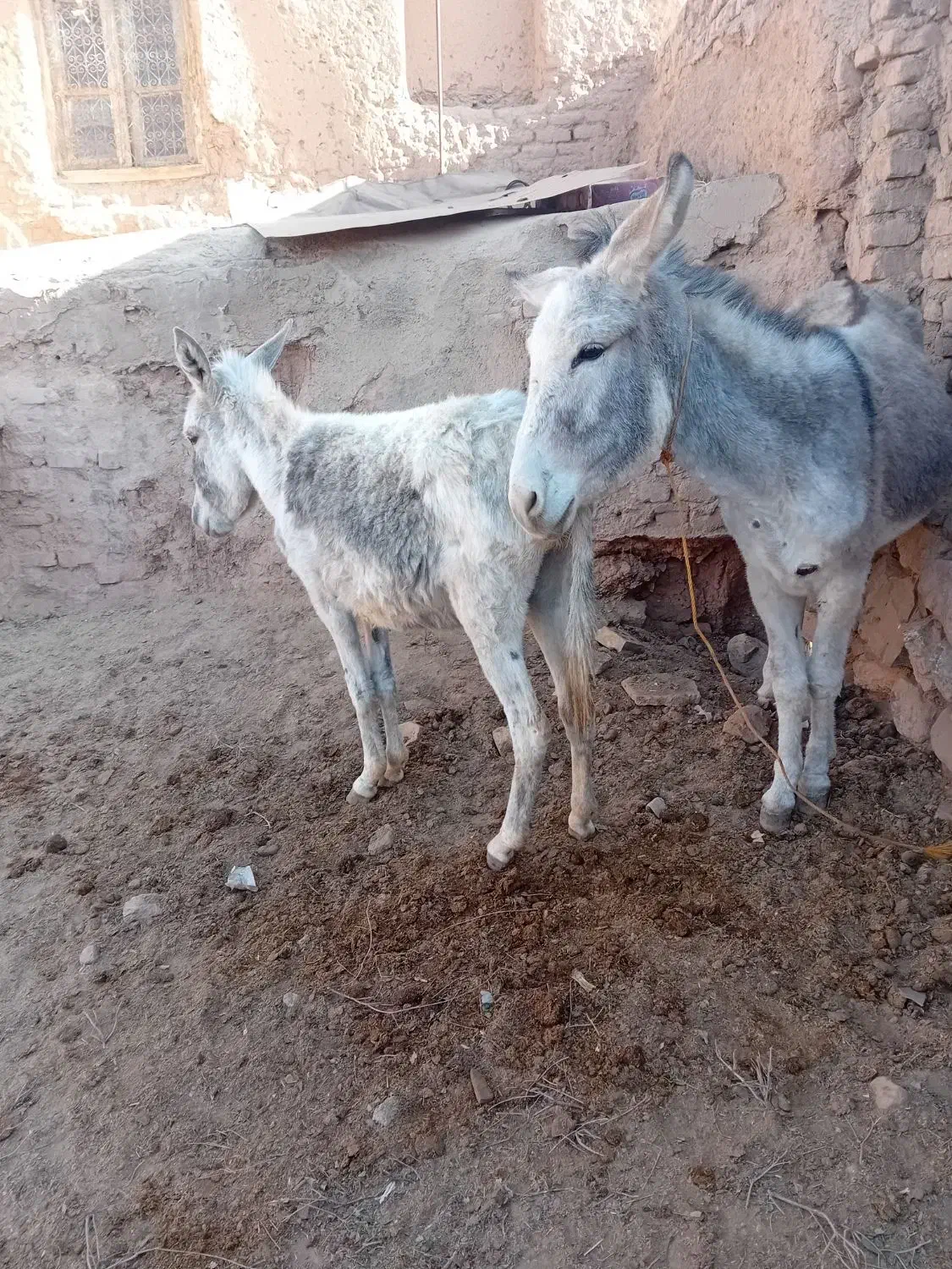 خراروم|حیوانات مزرعه|نیشابور, شهرکهنه|دیوار