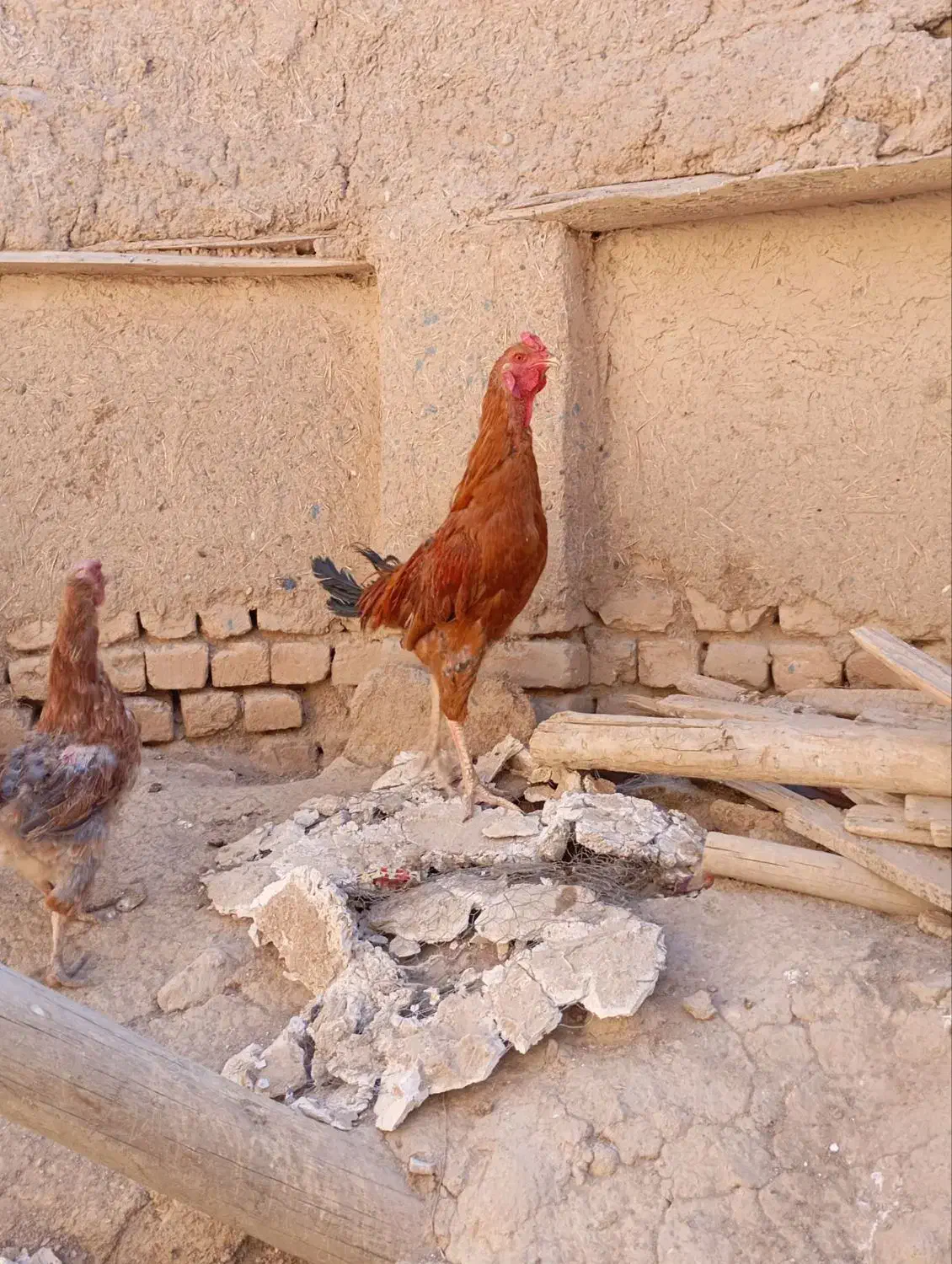 خروس لاری|پرنده|شراء, |دیوار