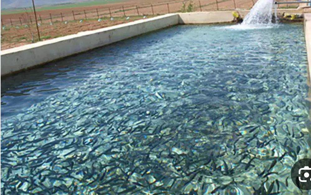 قزل آلا|ماهی|رشت, نامجو|دیوار