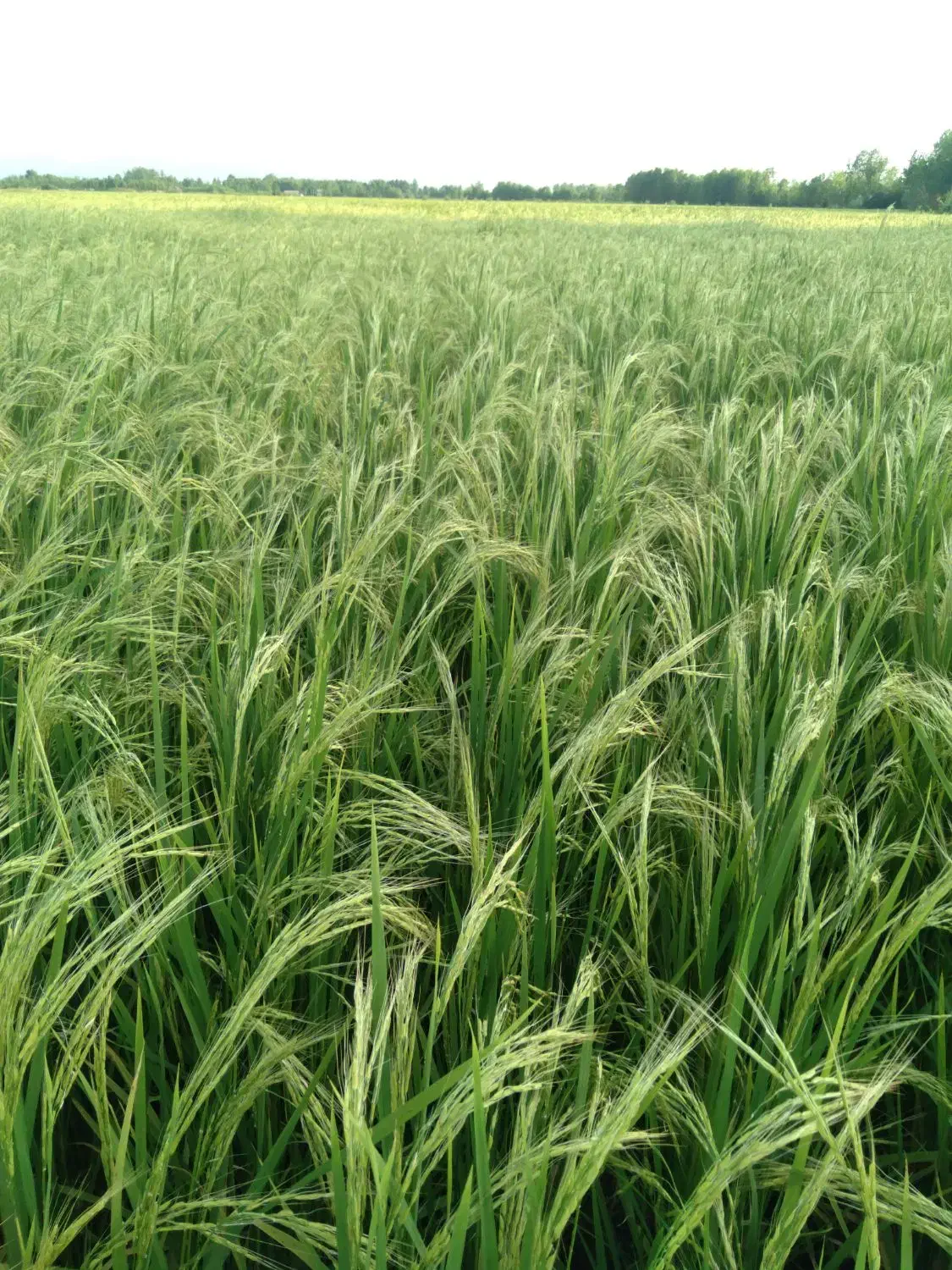 تخم جو هاشمی|عمده‌فروشی|آستانه اشرفیه, |دیوار