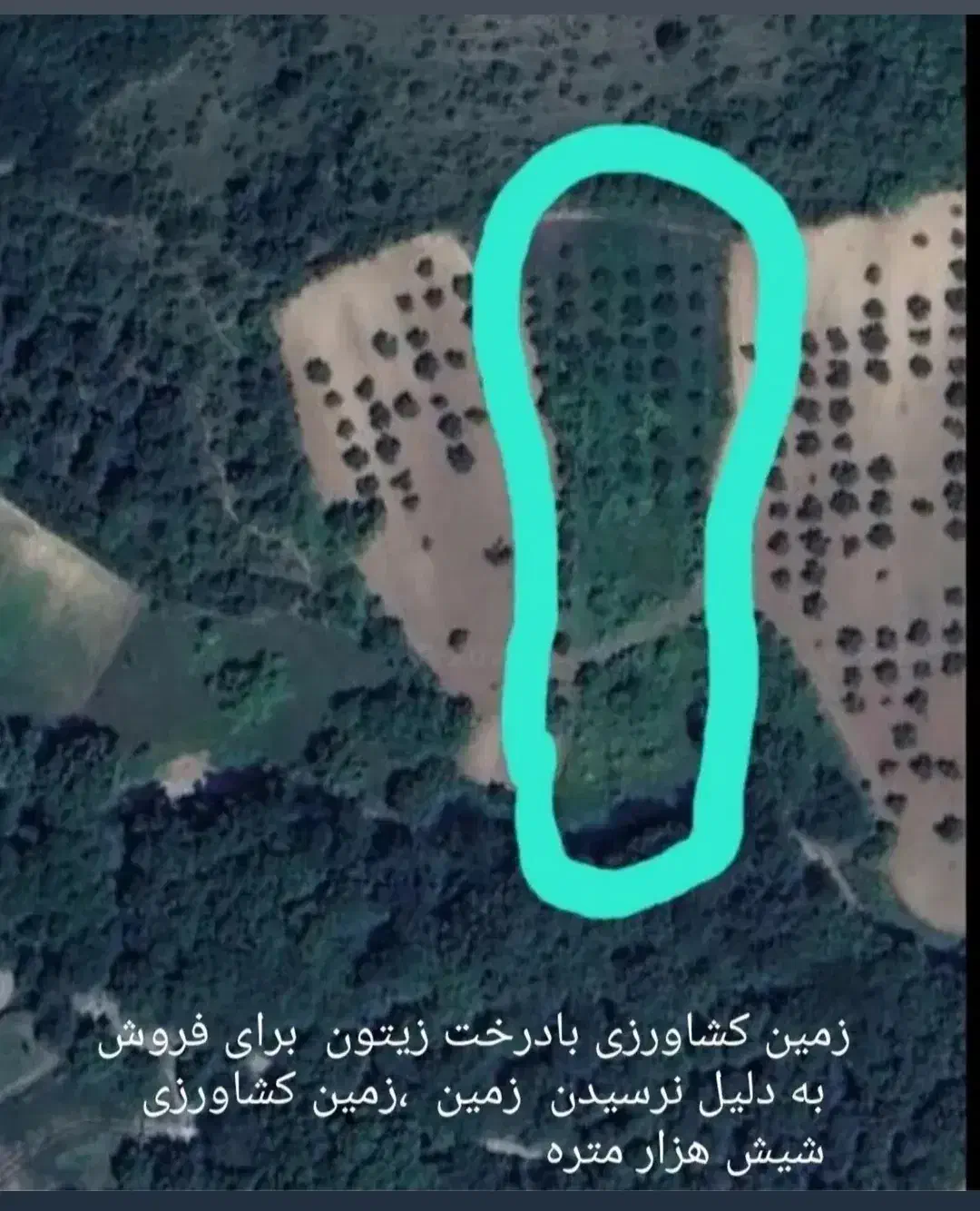 زمین کشاورزی روستای قلندرآیش|فروش دفتر صنعتی، کشاورزی، تجاری|کردکوی, |دیوار