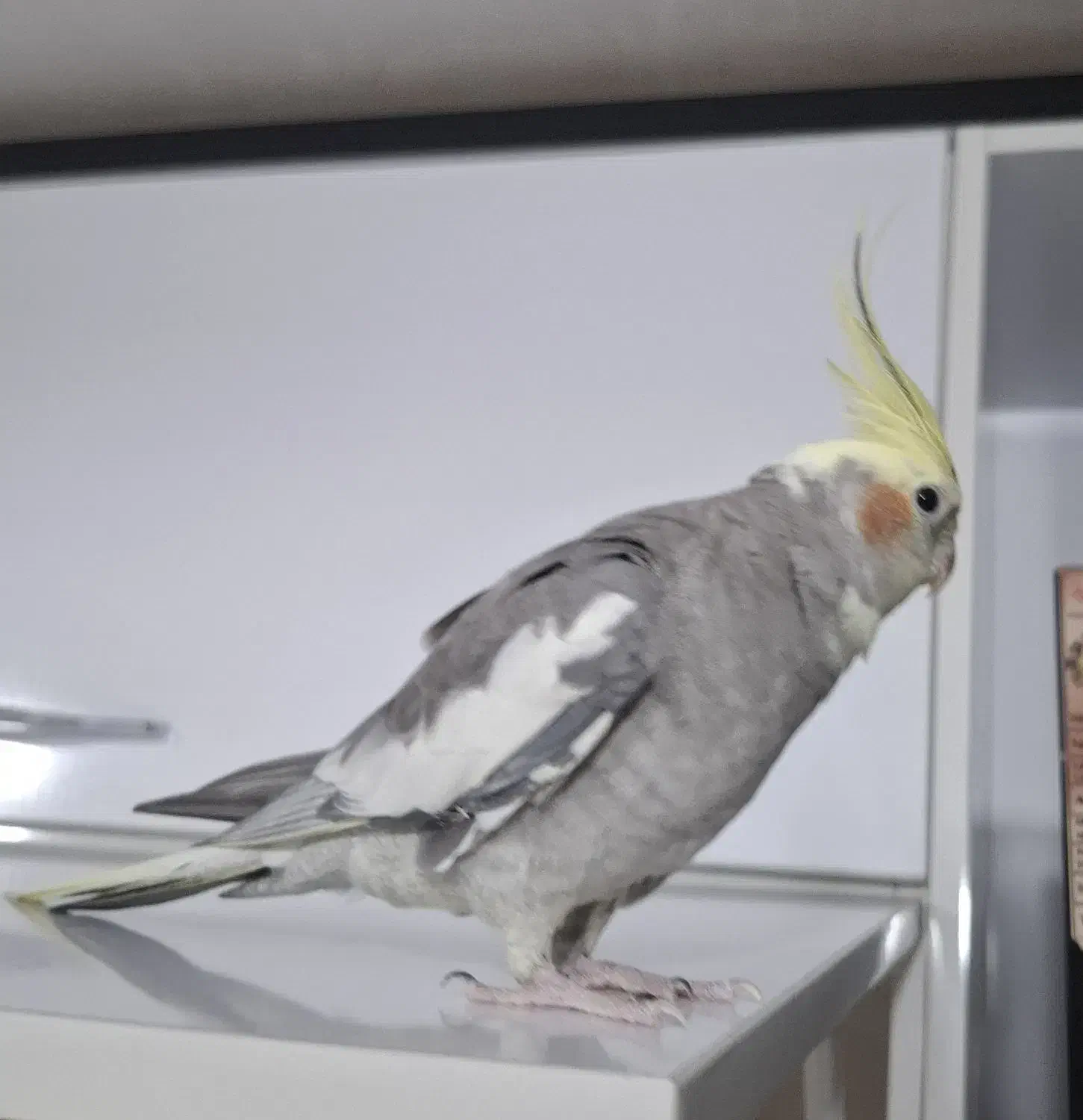 پرنده عروس هلندی|پرنده|کهریزک, |دیوار