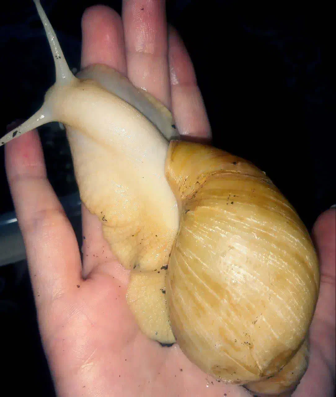 حلزون مولد بعلاوه بچه هایش|خزنده|قم, ناصردیوان|دیوار