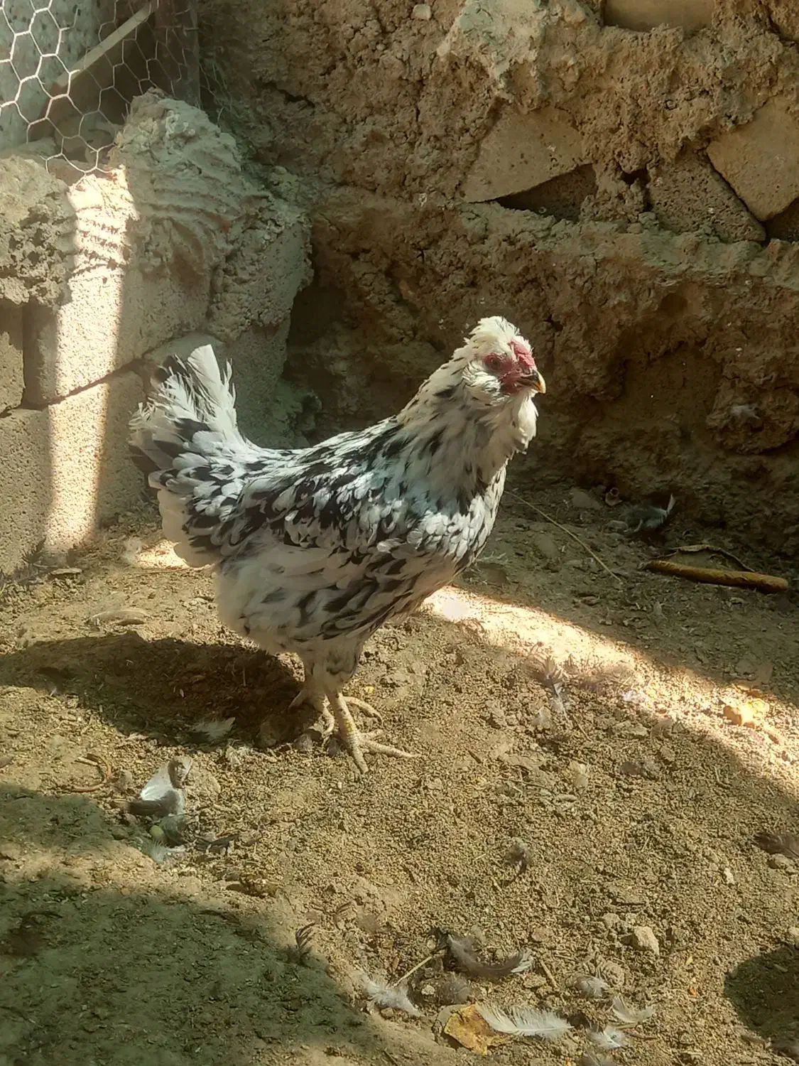 مرغ خروس گلین|حیوانات مزرعه|شیراز, گویم|دیوار