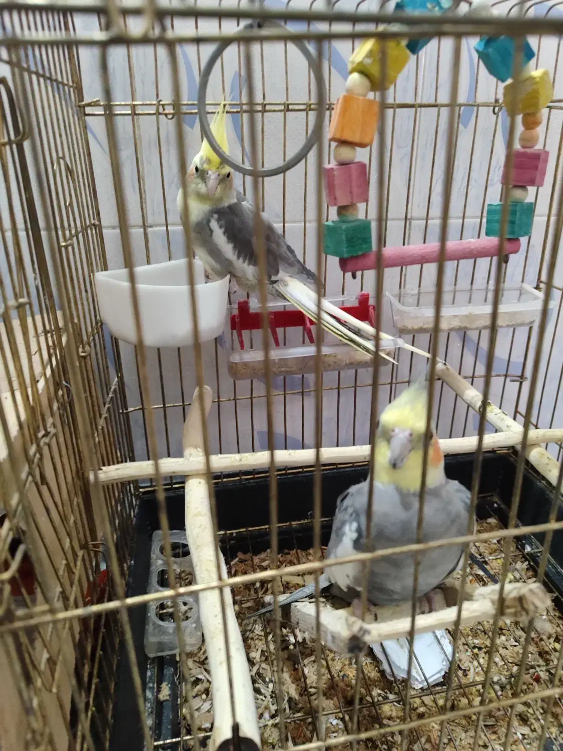 عروس هلندی نرو ماده|پرنده|جوین, |دیوار