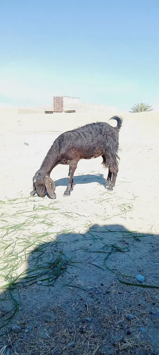 بز آبستن ۳عدد|حیوانات مزرعه|ایرانشهر, |دیوار