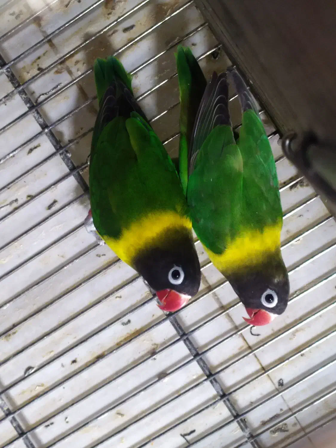 طوطی کوتوله برزیلی یقه زرد نر و ماده|پرنده|دزفول, |دیوار