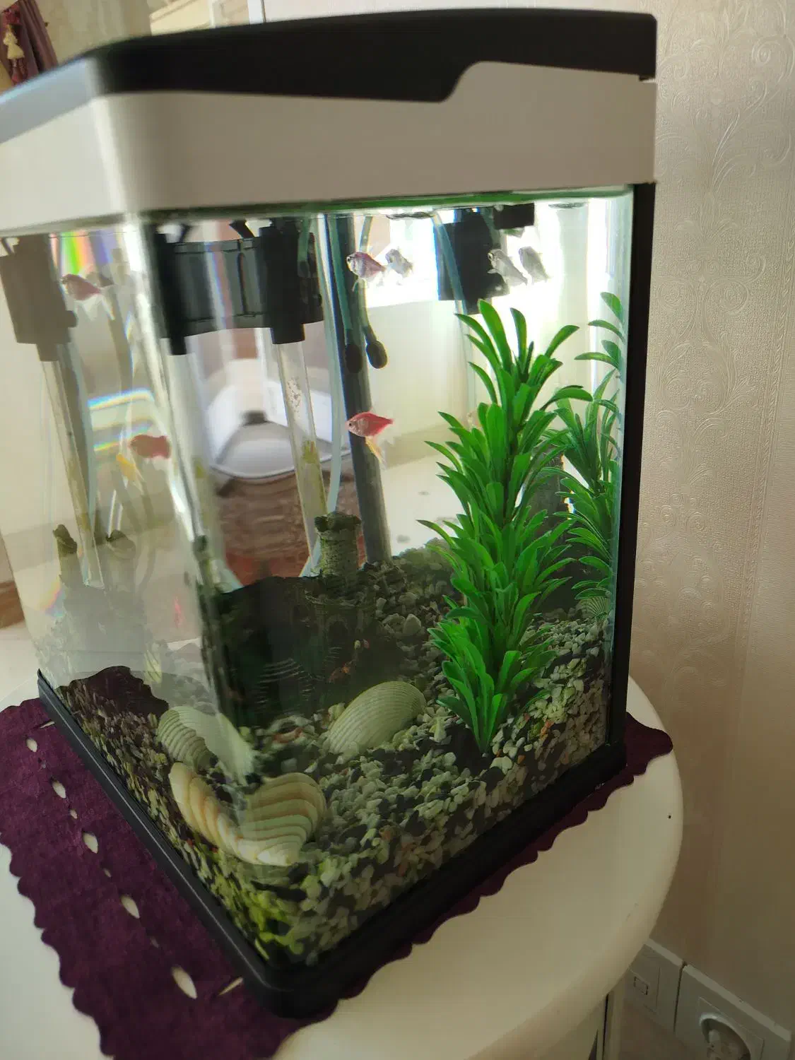 آکواریوم شرکتی|ماهی|کویرات, |دیوار