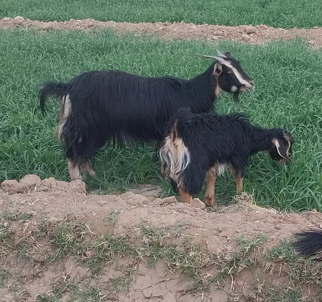 بز و بزغاله|حیوانات مزرعه|خوسف, |دیوار