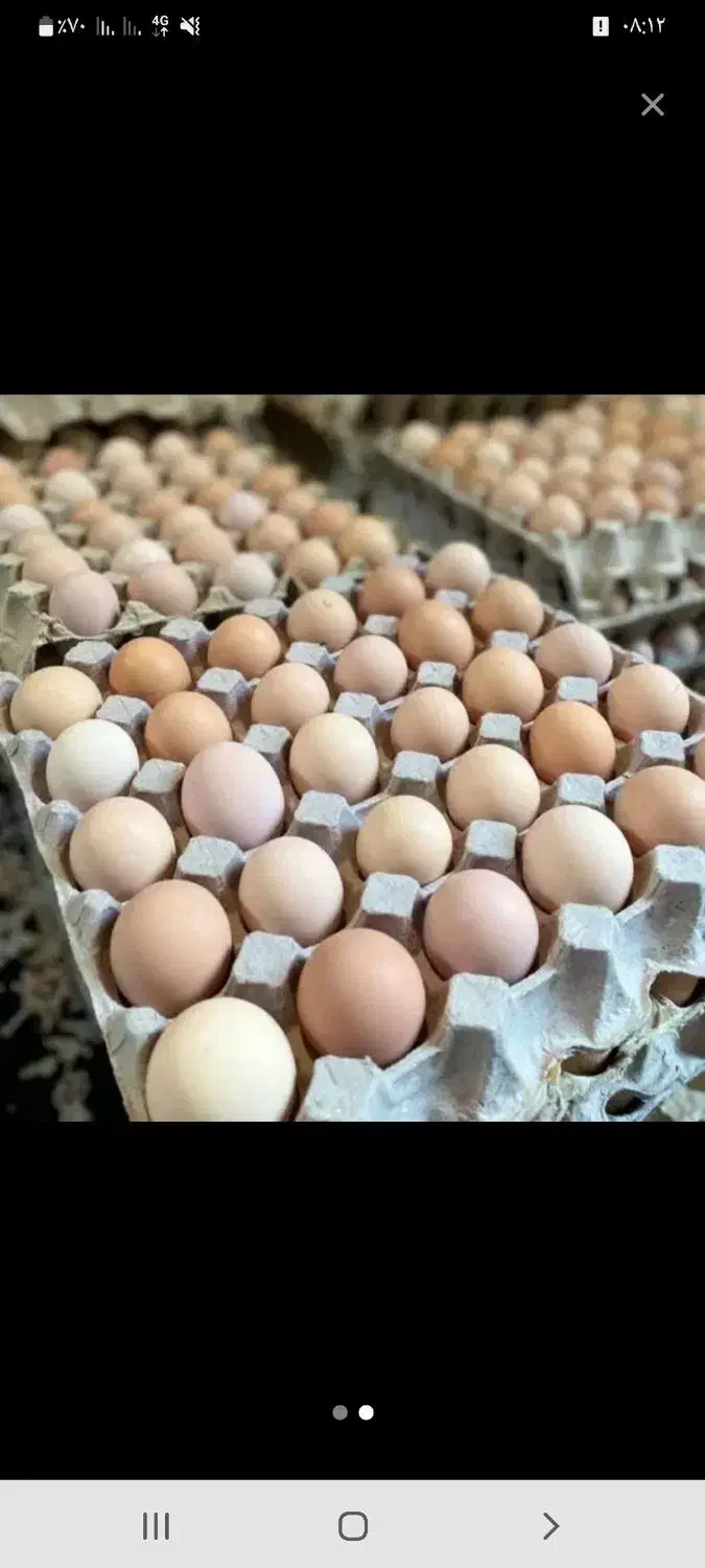 تخم مرغ محلی|خوردنی و آشامیدنی|کرمانشاه, |دیوار