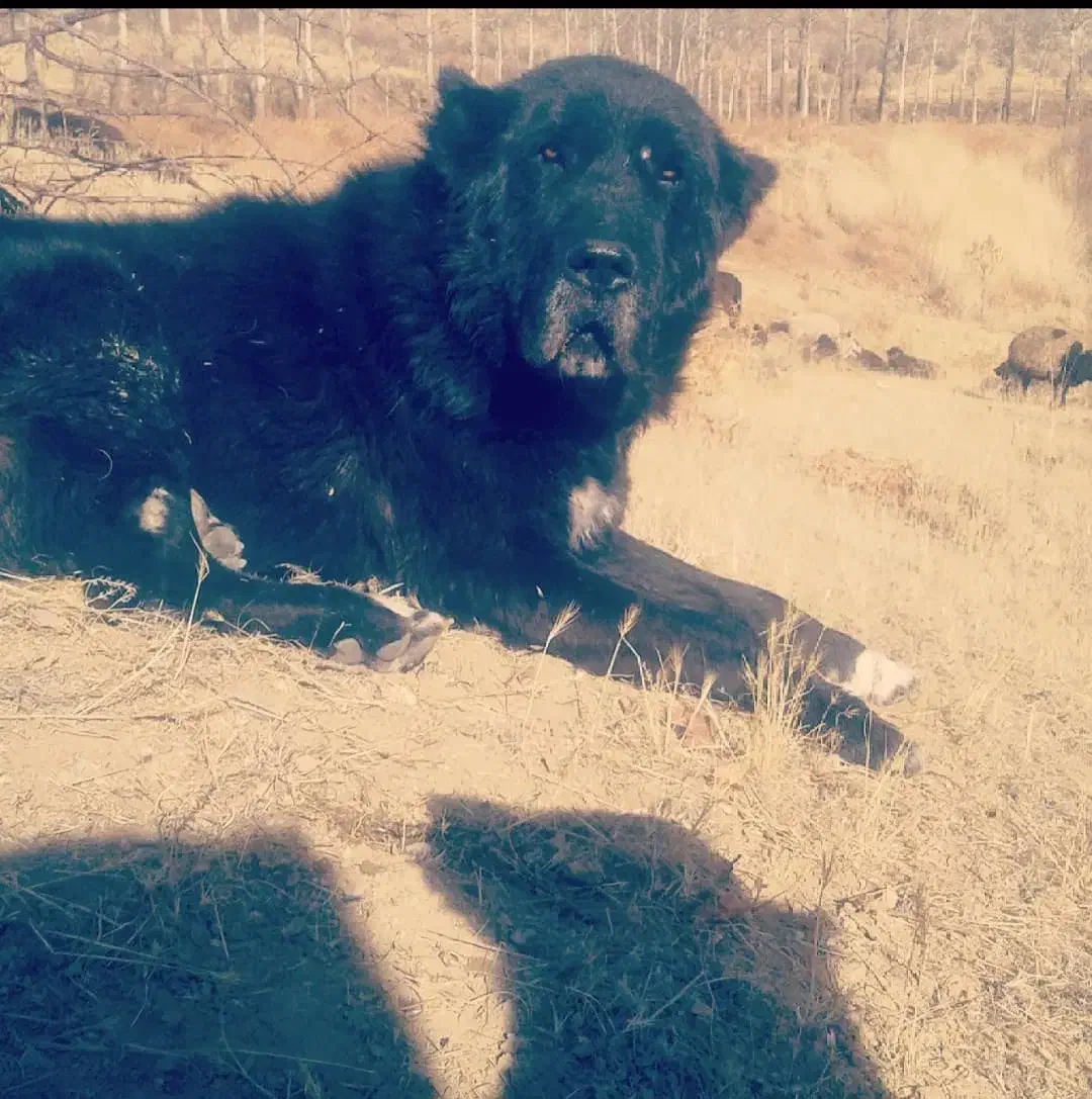 سگ فروشی ۷ سال|سگ|داران, |دیوار