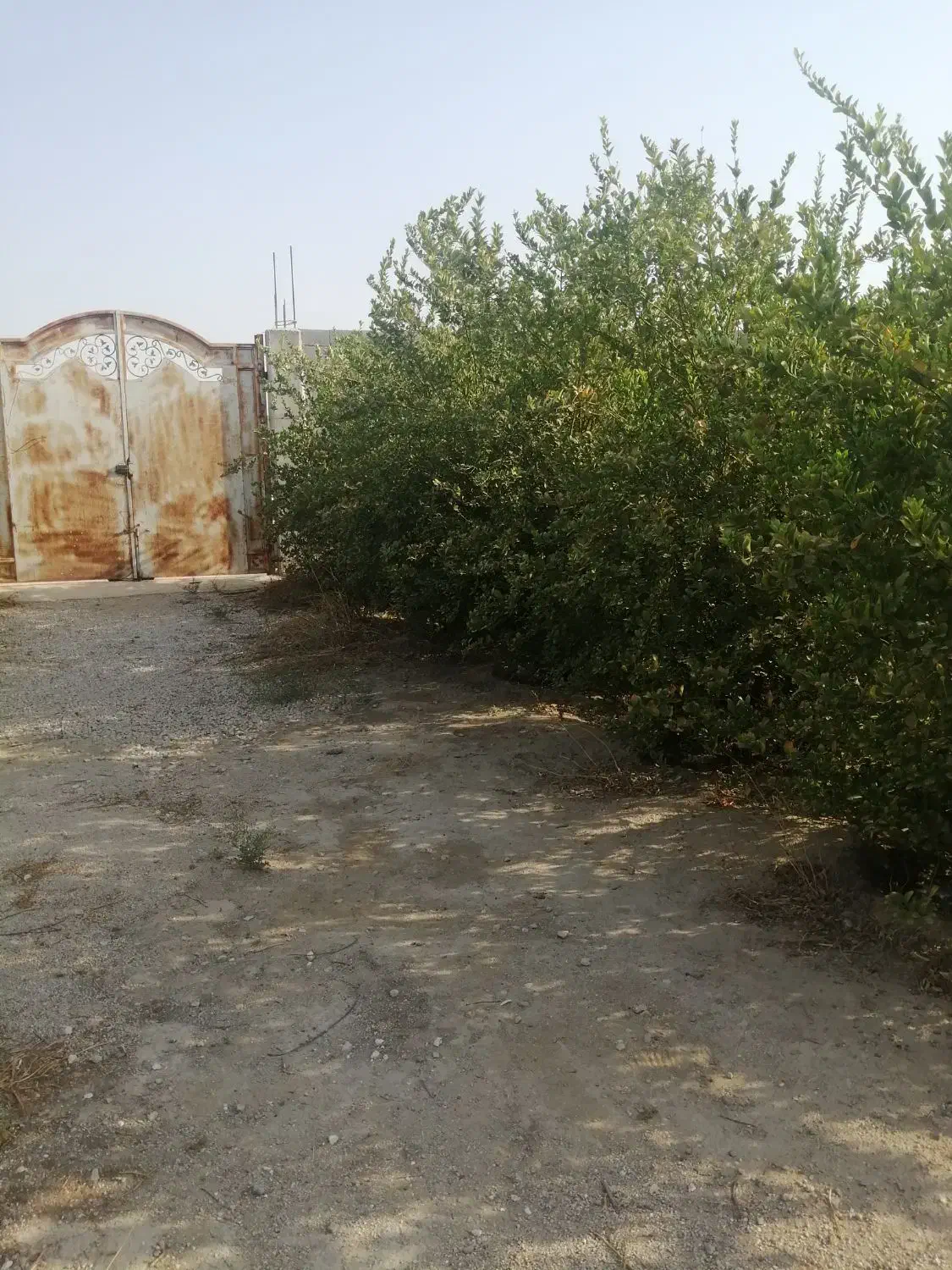 فروش زمین باغشهری مسکونی دهقاعد|فروش زمین و ملک کلنگی|برازجان, |دیوار