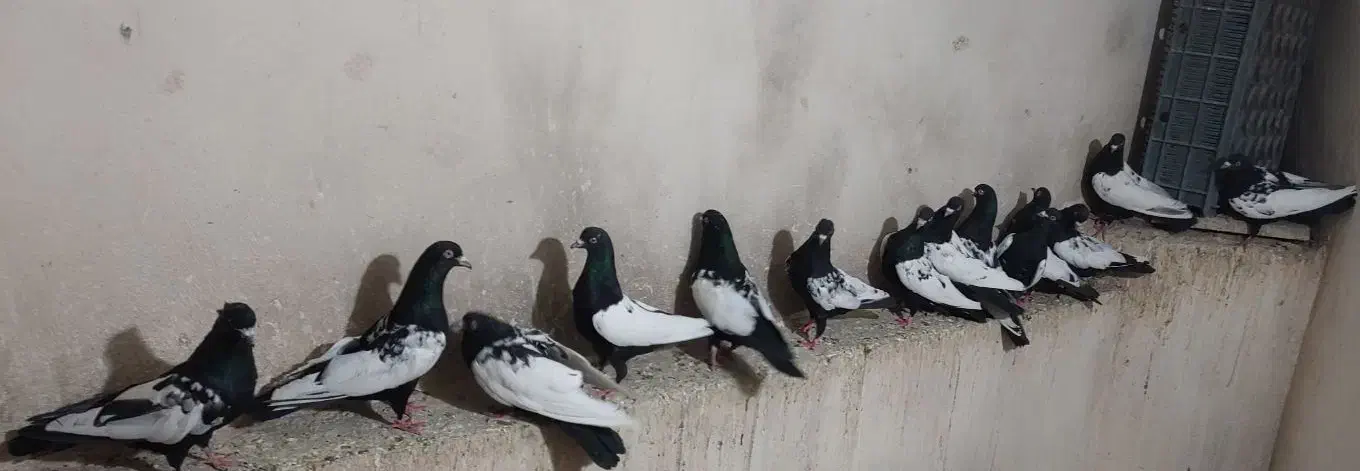 کبوتر فروشی|پرنده|کاشمر, |دیوار