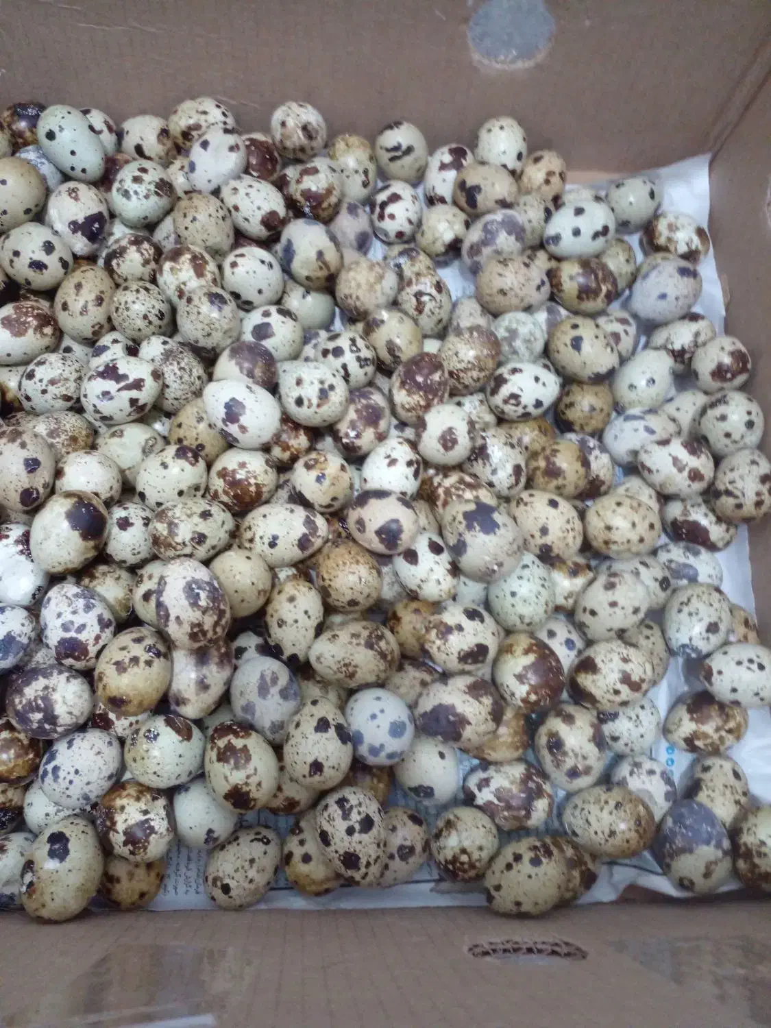 حراج تخم بلدرچین|خوردنی و آشامیدنی|قشم, |دیوار